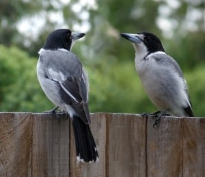 Grey Butcher Bird