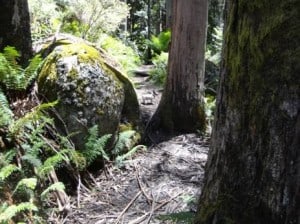 Australian Alps Walking Track near Mushroom Rocks car park.