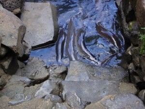 Paronella Park 'tame' eels 2014.