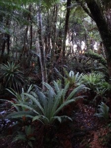 Tiny's Creek, Waitutu Forest Fiordland NZ