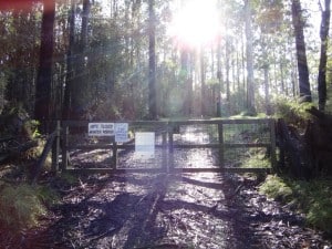 Spot keen to walk the Forty Mile Break behind the locked gate Upper Yarra Track