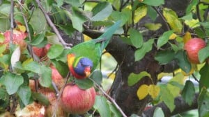 Lorikeets