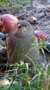 Young Satin Bower Bird - note the bright blue eyes.