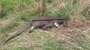 Wallaroo