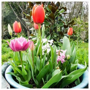 11900037_10152982007452056_3016735221610888303_n comp