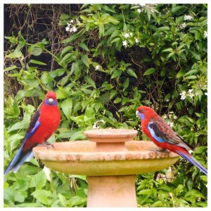 11947663_10152982007552056_6518823880098563655_n comp