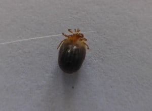 Tick removed head and all