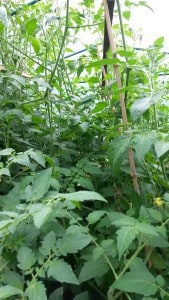 2015-11-14 14.12.35 comp