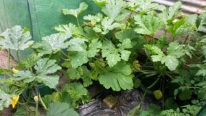 2015-11-14 14.12.45 comp