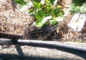 2015-11-28 17.25.32 comp