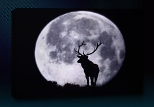 deer moon