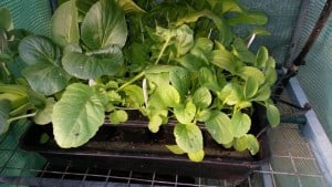 2016-04-20 08.23.27 comp