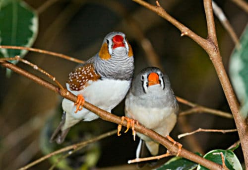 zebra_finch
