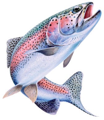 rainbow_trout_oncorhynchus_mykiss.jpg