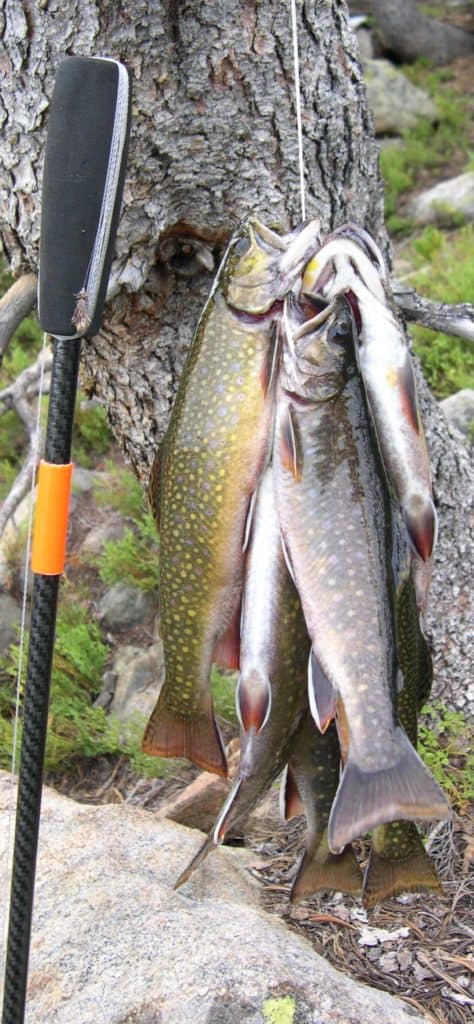 https://www.theultralighthiker.com/wp-content/uploads/2014/11/tenkara_fish1-474x1024.jpg