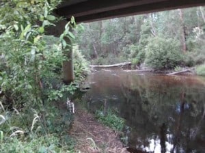 Under the Noojee Bridge (near Toorongo confluence).