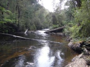 West Tanjil River, Costins Rd near Fumina South looking upstream.
