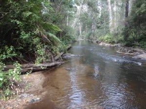 West Tanjil River, Costins Rd near Fumina South looking downstream.