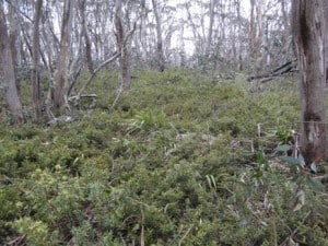 Mt Darling 'Track'