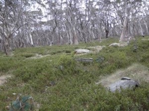 Mt Darling Track: the sign reads, 'Track Closed' !