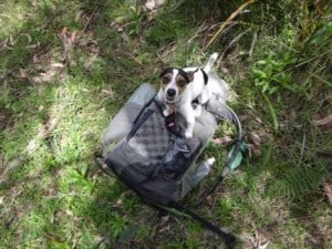 Spot enjoying himself at the Mt Darling Gap.