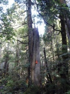 Telegraph Line remnant: tree stump with insulator atop.