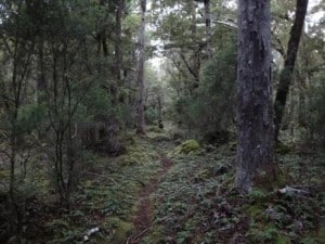 Typical track scene, often muddier.