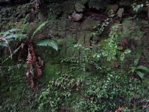 Railway embankment inscription; I can make out 'Don't', but I don't know WHAT!