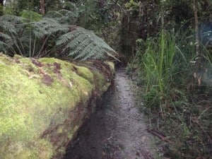 Drummer Rainforest