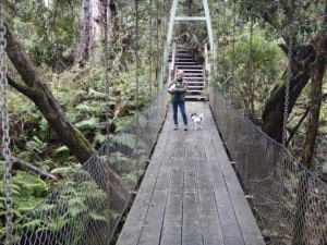 McKenzie River Rainforest