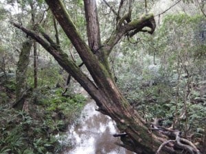 McKenzie River Rainforest