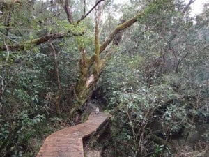 Drummer Rainforest