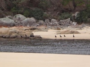 Little Cormorants Wingan Inlet