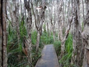 Fly Point, Wingan Inlet