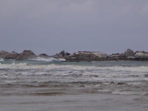 Seals, The Skerries, Wingan Inlet