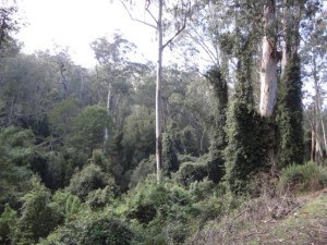 Combienbar Rainforest