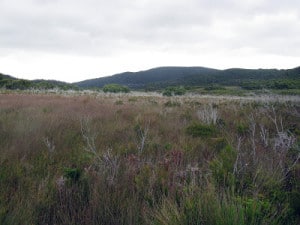 the less than picturesque button grass plains