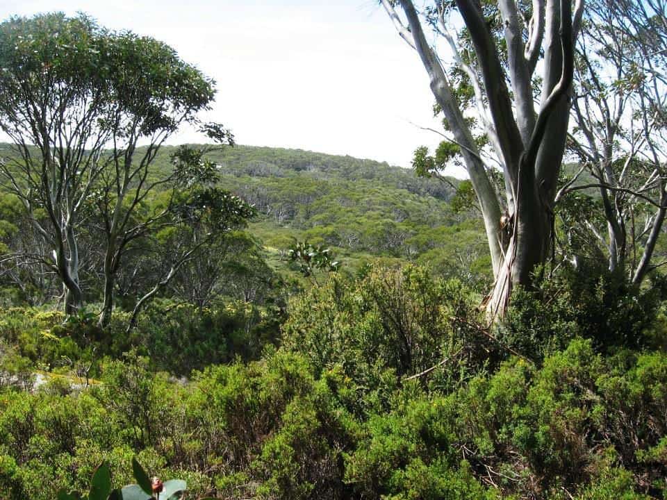 1966946_794340990622350_5486639859768115716_n