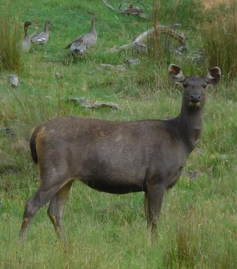 Sambar Deer