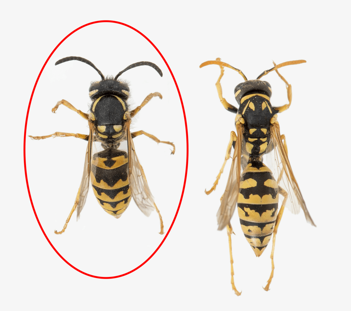 Paper Wasp Queen Vs Worker