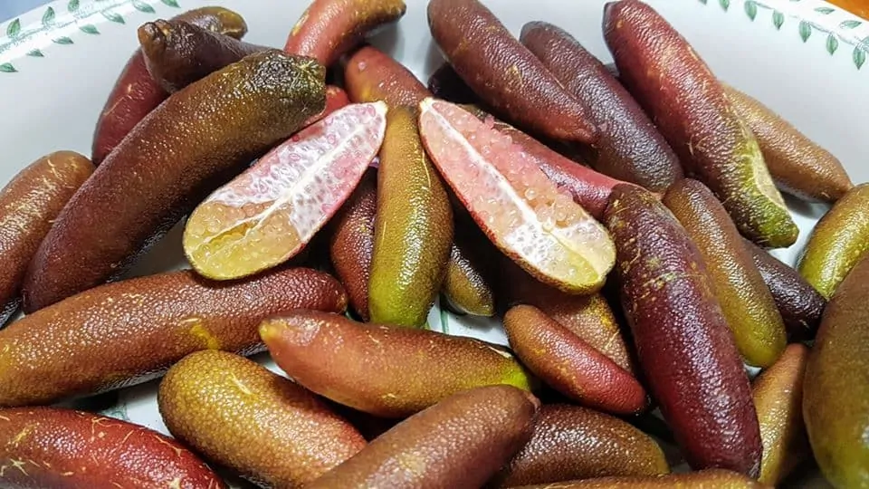 Australian native finger limes The Ultralight Hiker