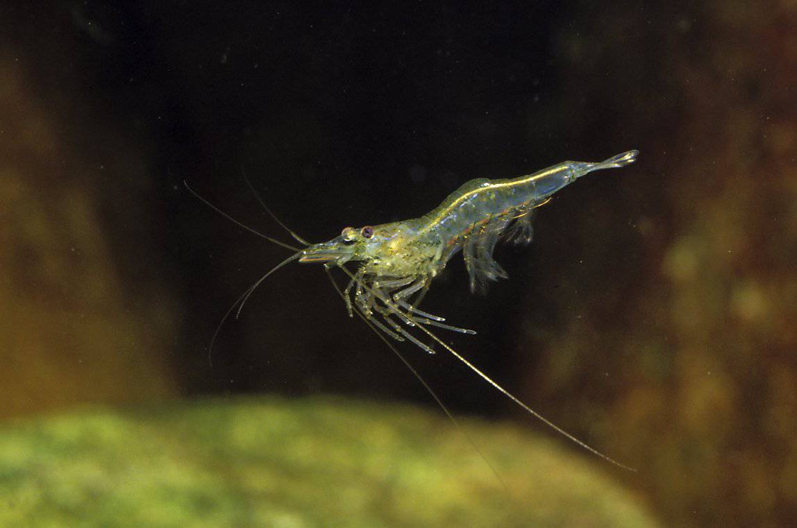 Ghost Shrimp and Other Small Fry