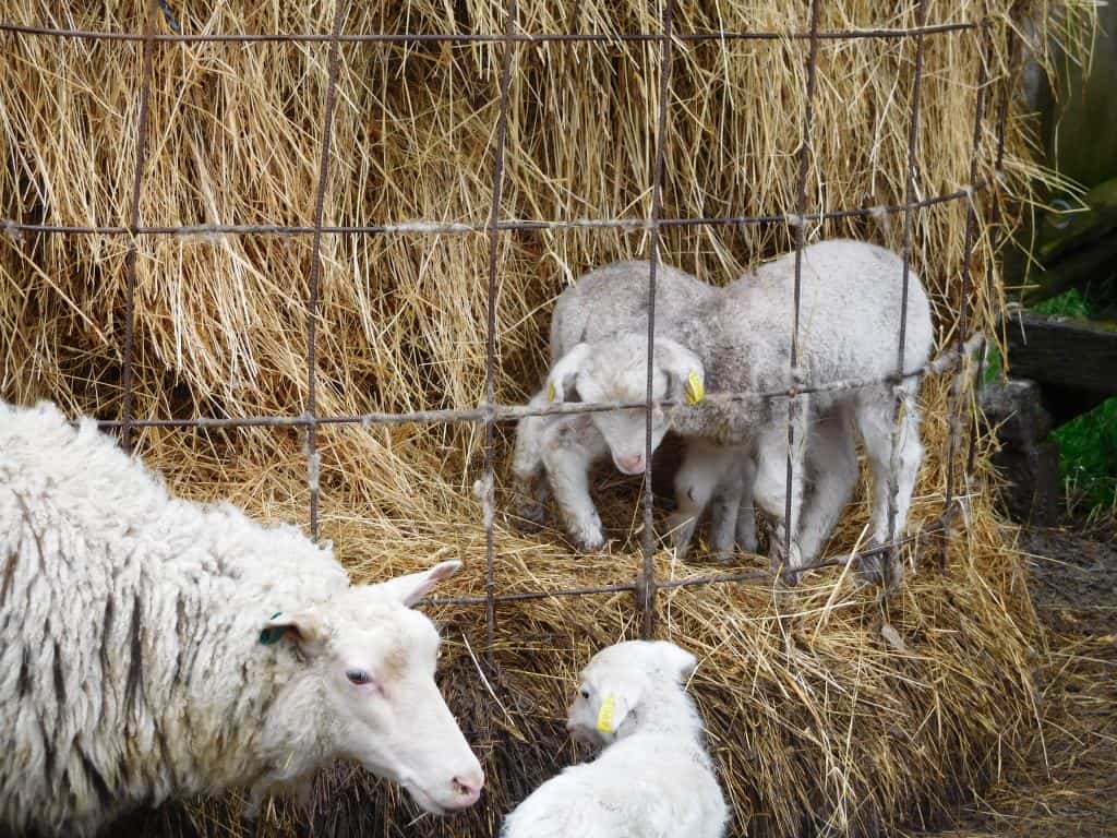 DIY sheep hay feeder