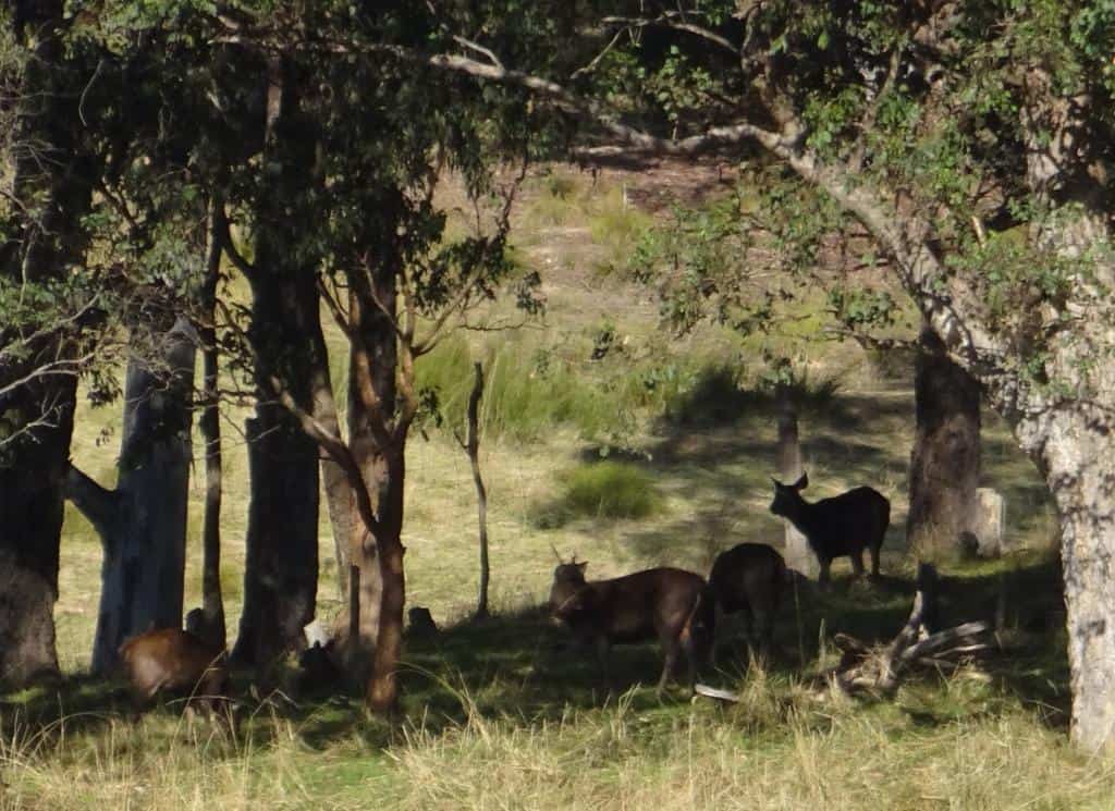 Sambar Deer Hunting
