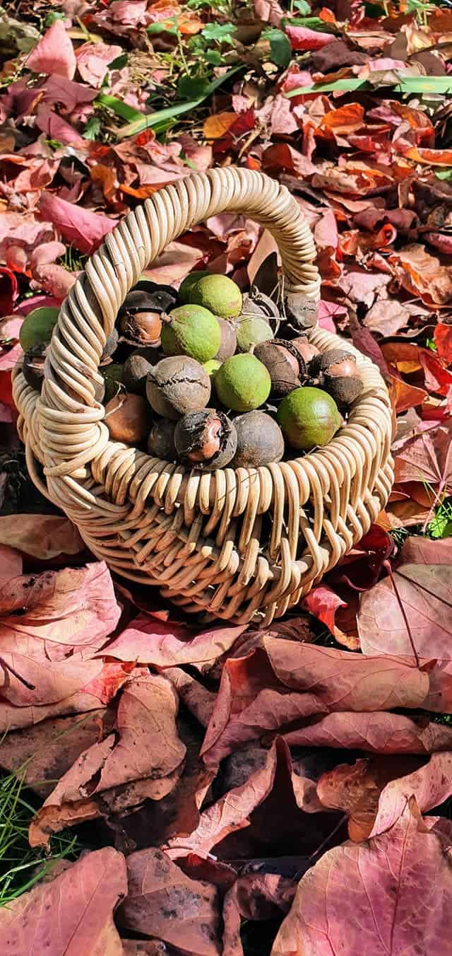 Jeeralang Macadamias