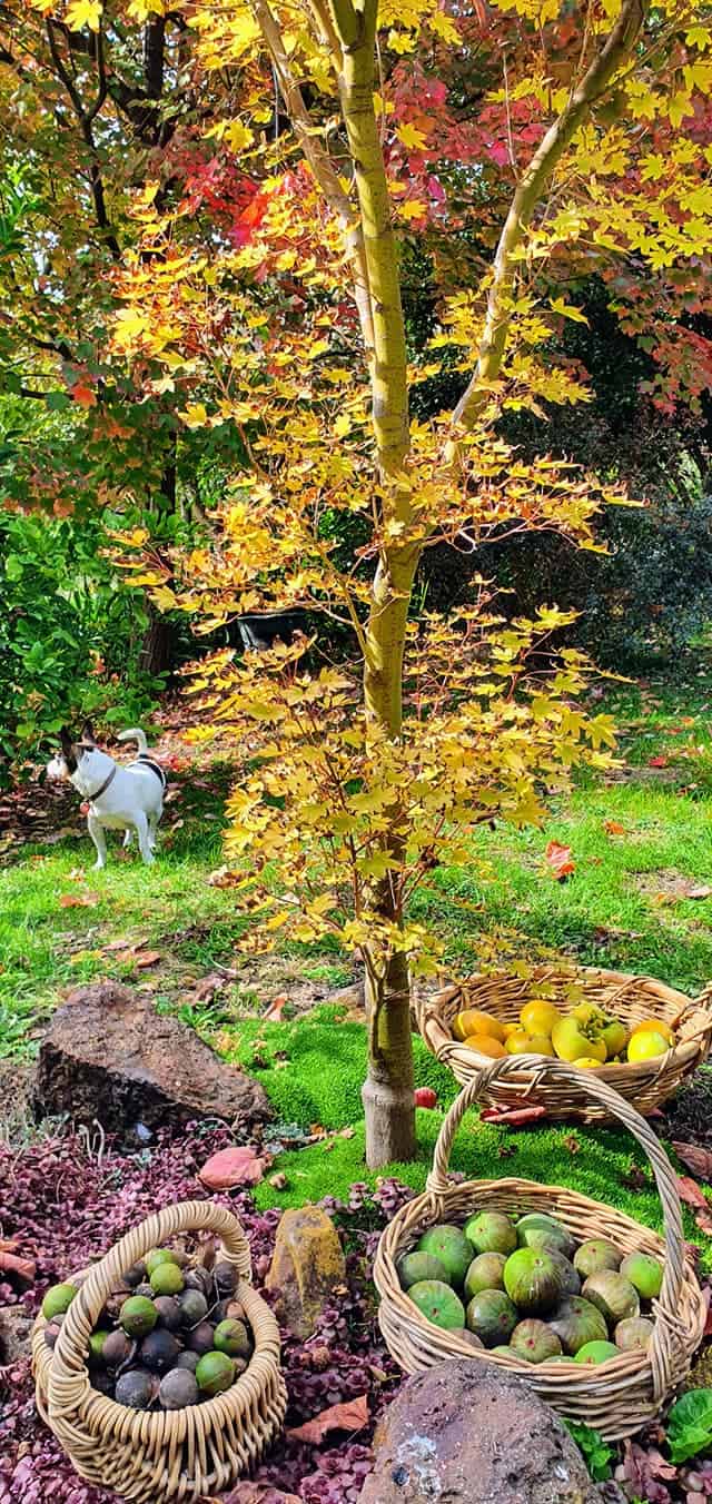 Jeeralang Autumn  Fruits