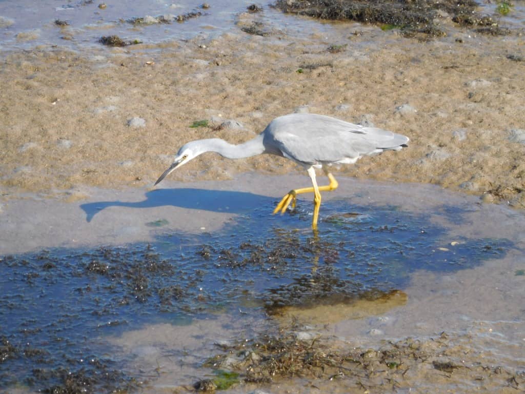 Blue Crane Lakes Entrance