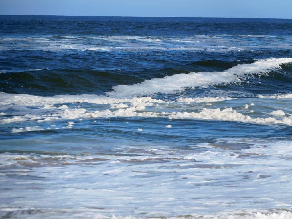 Sea Wrack Lakes Entrance