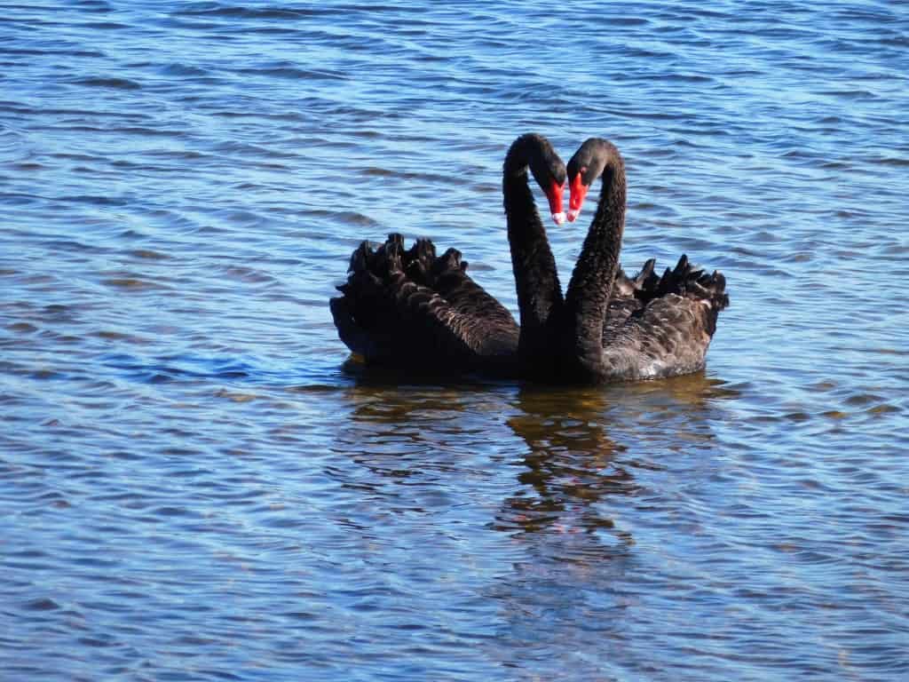 Swans Lakes Entrance