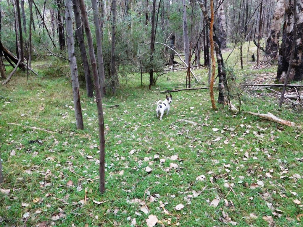 Wonnangatta River Scene